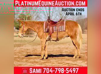 Mule, Gelding, 8 years, 14.3 hh, Palomino