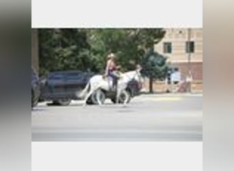Mule, Gelding, 8 years, 14,2 hh
