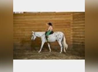 Mule, Gelding, 8 years, 14,2 hh