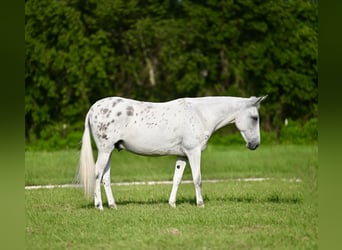 Mule, Gelding, 8 years, 14,2 hh
