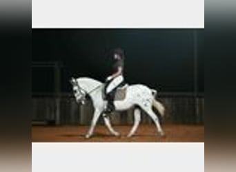 Mule, Gelding, 8 years, 14,2 hh