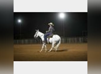 Mule, Gelding, 8 years, 14,2 hh