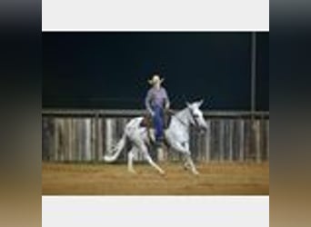 Mule, Gelding, 8 years, 14,2 hh