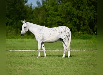 Mule, Gelding, 8 years, 14,2 hh