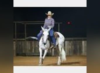 Mule, Gelding, 8 years, 14,2 hh