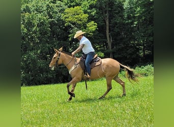 Mule, Gelding, 8 years, 15.1 hh