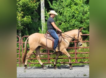 Mule, Gelding, 8 years, 15.1 hh