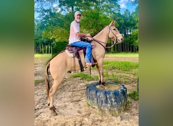 Mule, Gelding, 8 years, 15,1 hh