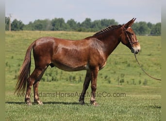 Mule, Gelding, 8 years, 15,2 hh, Bay