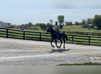 Mule, Gelding, 8 years, 15,2 hh, Black