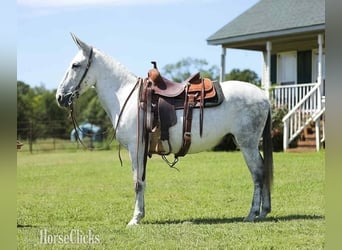 Mule, Gelding, 8 years, 15 hh, Grey