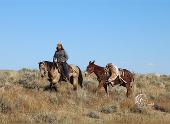 Mule, Gelding, 8 years, 15 hh, Sorrel