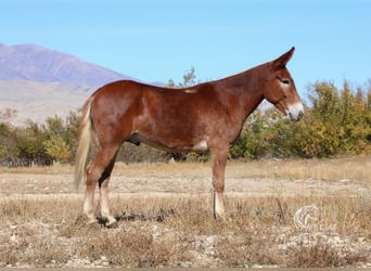 Mule, Gelding, 8 years, 15 hh, Sorrel