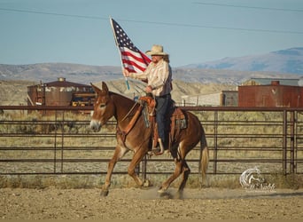 Mule, Gelding, 8 years, 15 hh, Sorrel