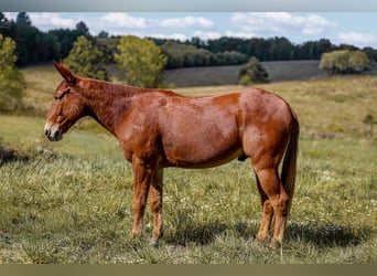 Mule, Gelding, 8 years, 15,2 hh, Sorrel