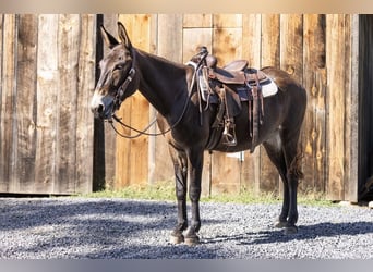 Mule, Gelding, 8 years, 16 hh, Bay