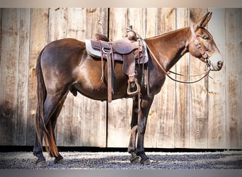 Mule, Gelding, 8 years, 16 hh, Bay