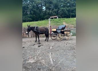 Mule, Gelding, 8 years, 16 hh, Bay