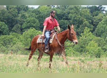 Mule, Gelding, 8 years, 16 hh, Chestnut