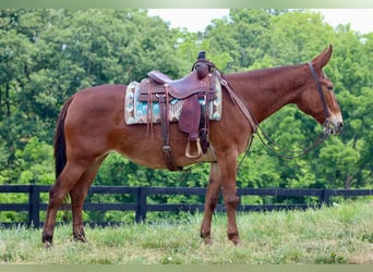 Mule, Gelding, 8 years, 16 hh, Chestnut