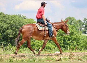 Mule, Gelding, 8 years, 16 hh, Chestnut