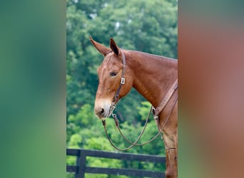 Mule, Gelding, 8 years, 16 hh, Chestnut