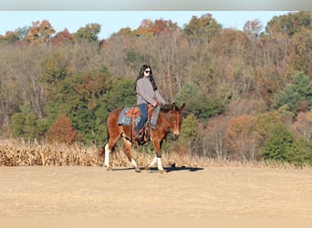 Mule, Gelding, 8 years, Bay