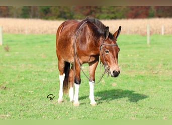 Mule, Gelding, 8 years, Bay