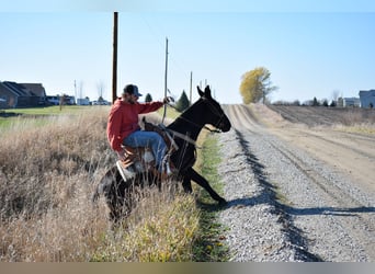 Mule, Gelding, 9 years, 13 hh, Black