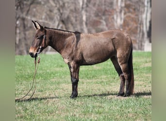 Mule, Gelding, 9 years, 13 hh, Grullo