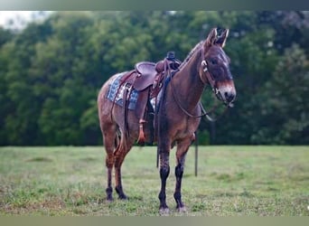 Mule, Gelding, 9 years, 14,1 hh, Dun