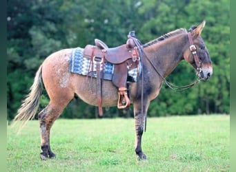 Mule, Gelding, 9 years, 14,1 hh, Dun