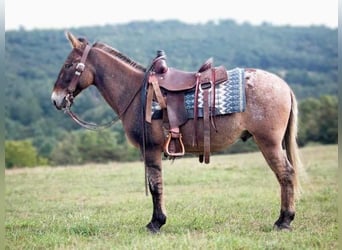 Mule, Gelding, 9 years, 14,1 hh, Dun