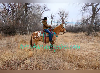 Mule, Gelding, 9 years, 14.1 hh