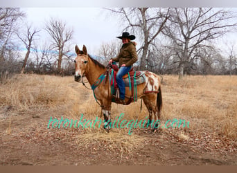 Mule, Gelding, 9 years, 14,1 hh