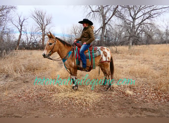 Mule, Gelding, 9 years, 14.1 hh