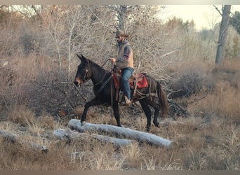 Mule, Gelding, 9 years, 14,3 hh, Black