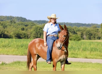 Mule, Gelding, 9 years, 14.3 hh, Sorrel Mule, Gelding, 9 years, 14.3 hh, Sorrel