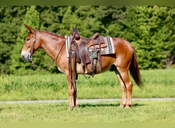 Mule, Gelding, 9 years, 14.3 hh, Sorrel Mule, Gelding, 9 years, 14.3 hh, Sorrel