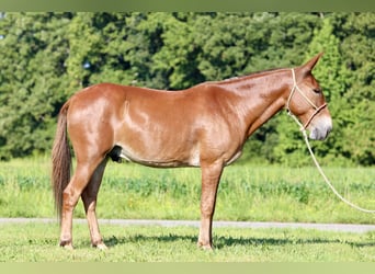 Mule, Gelding, 9 years, 14.3 hh, Sorrel Mule, Gelding, 9 years, 14.3 hh, Sorrel