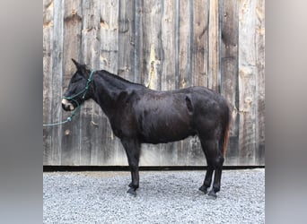 Mule, Gelding, 9 years, 14 hh, Black