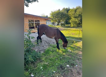 Mule, Gelding, 9 years, 14,2 hh, Brown