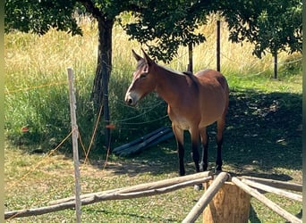 Mule, Gelding, 9 years, 14,2 hh, Brown