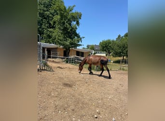 Mule, Gelding, 9 years, 14,2 hh, Brown