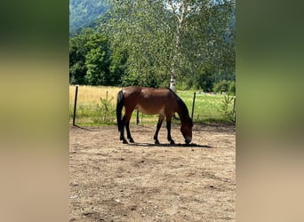 Mule, Gelding, 9 years, 14,2 hh, Brown