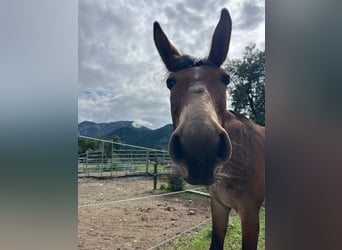 Mule, Gelding, 9 years, 14,2 hh, Brown