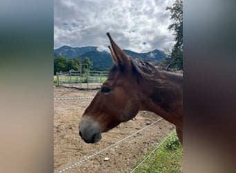 Mule, Gelding, 9 years, 14,2 hh, Brown
