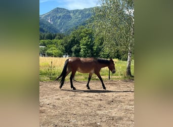 Mule, Gelding, 9 years, 14,2 hh, Brown