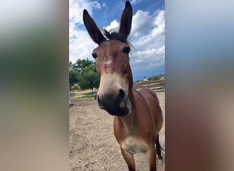 Mule, Gelding, 9 years, 14,2 hh, Brown