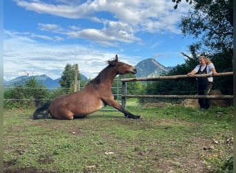 Mule, Gelding, 9 years, 14,2 hh, Brown